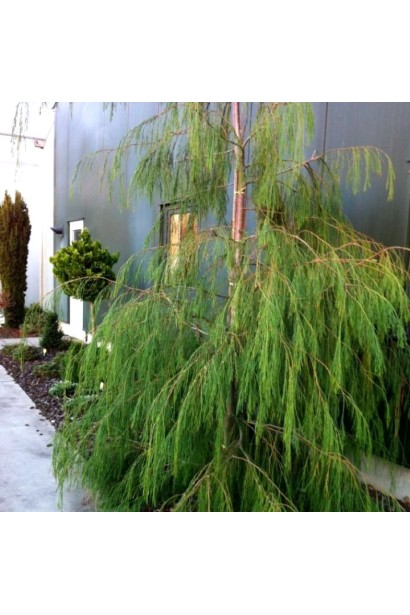 Кипарисовик Лавсона Дропінг Соло